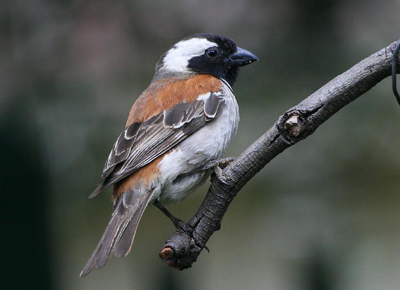 frieda 081.jpg - Gewone Mossie Cape-Sparrow